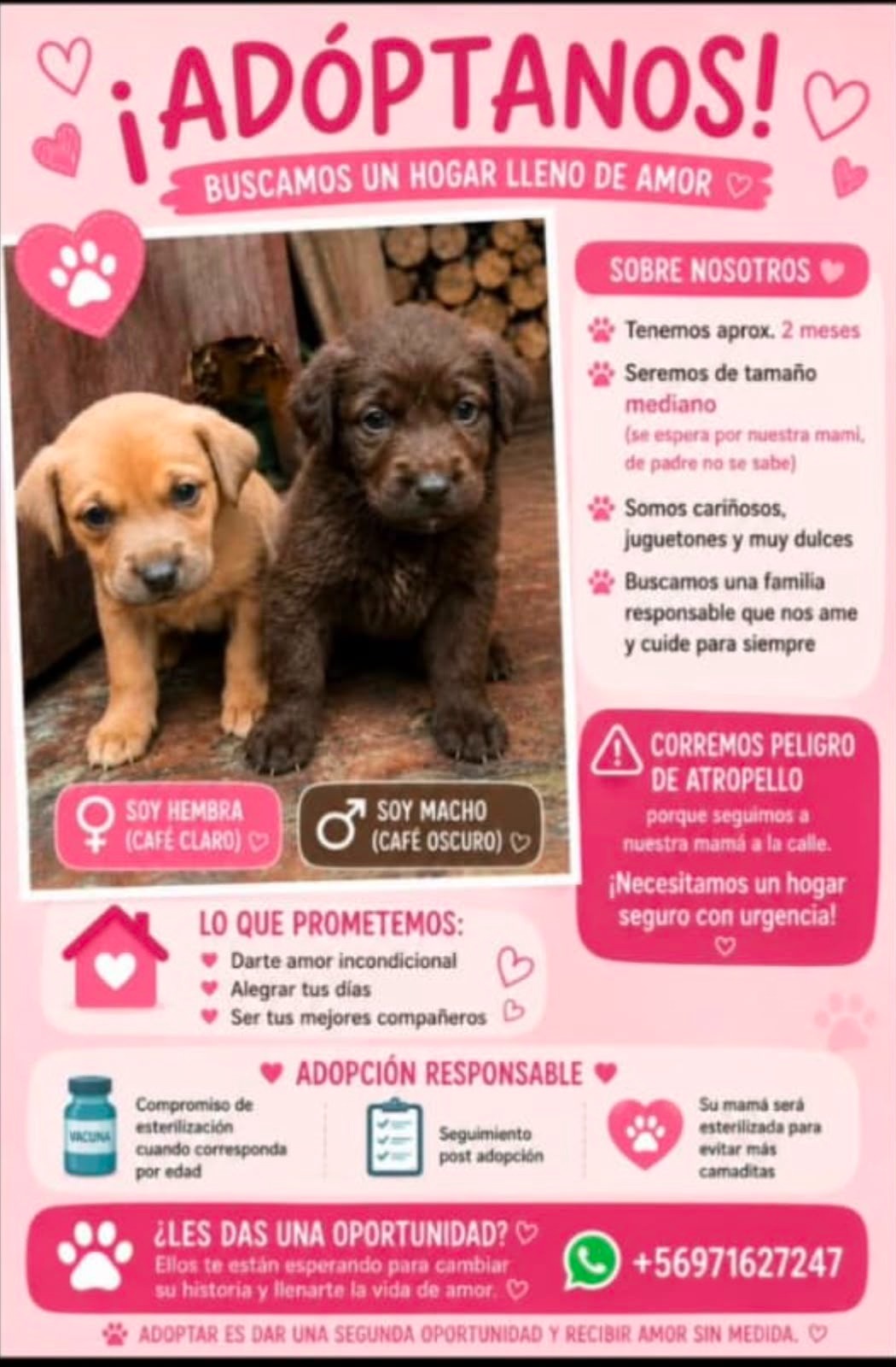 🐾PERRITOS EN ADOPCIÓN. 