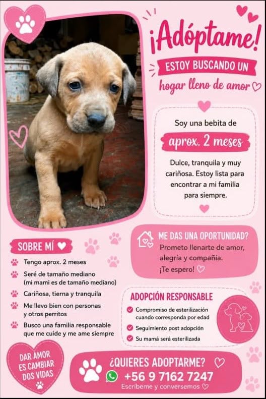 🐾PERRITOS EN ADOPCIÓN. 