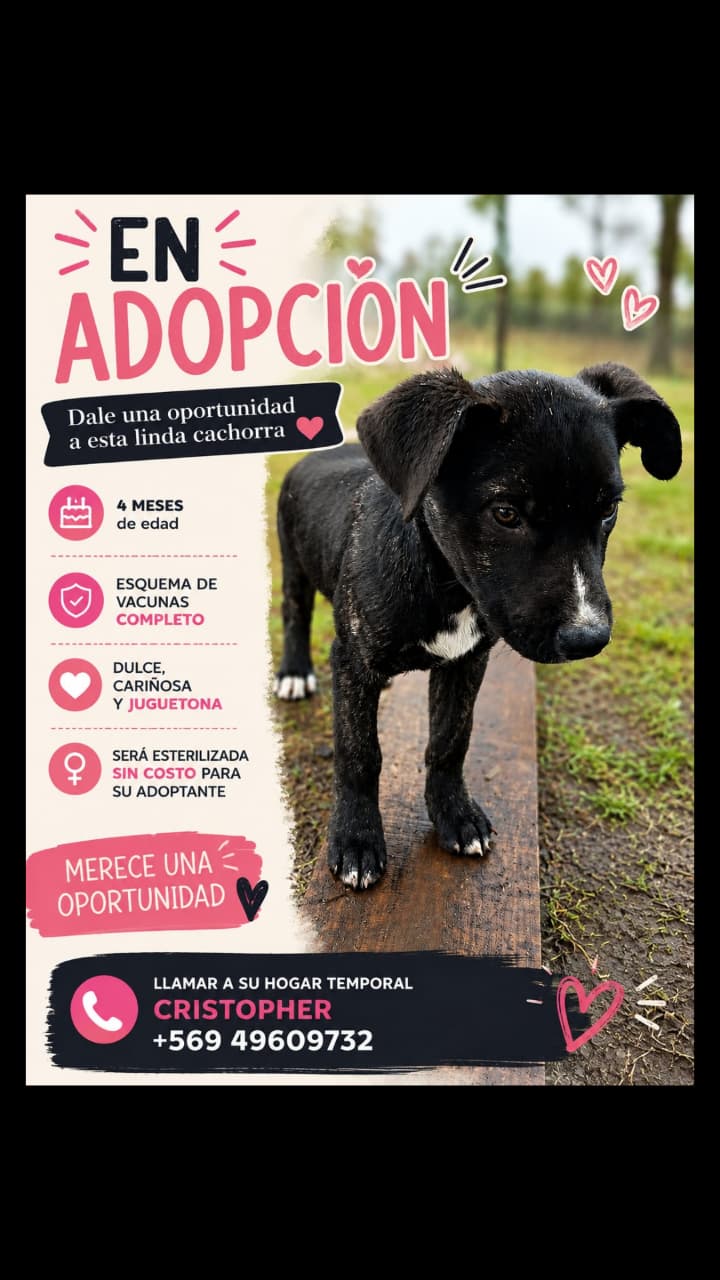 🐾PERRITOS EN ADOPCIÓN. 