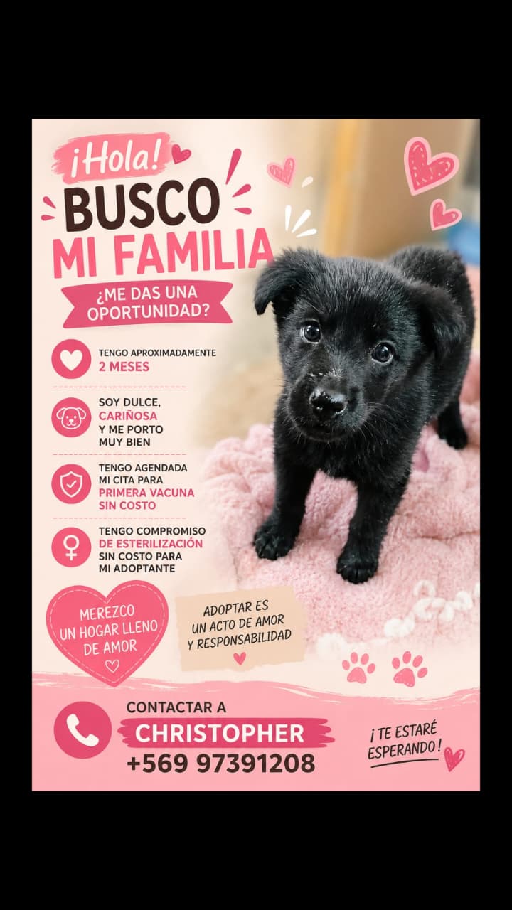 🐾PERRITOS EN ADOPCIÓN. 