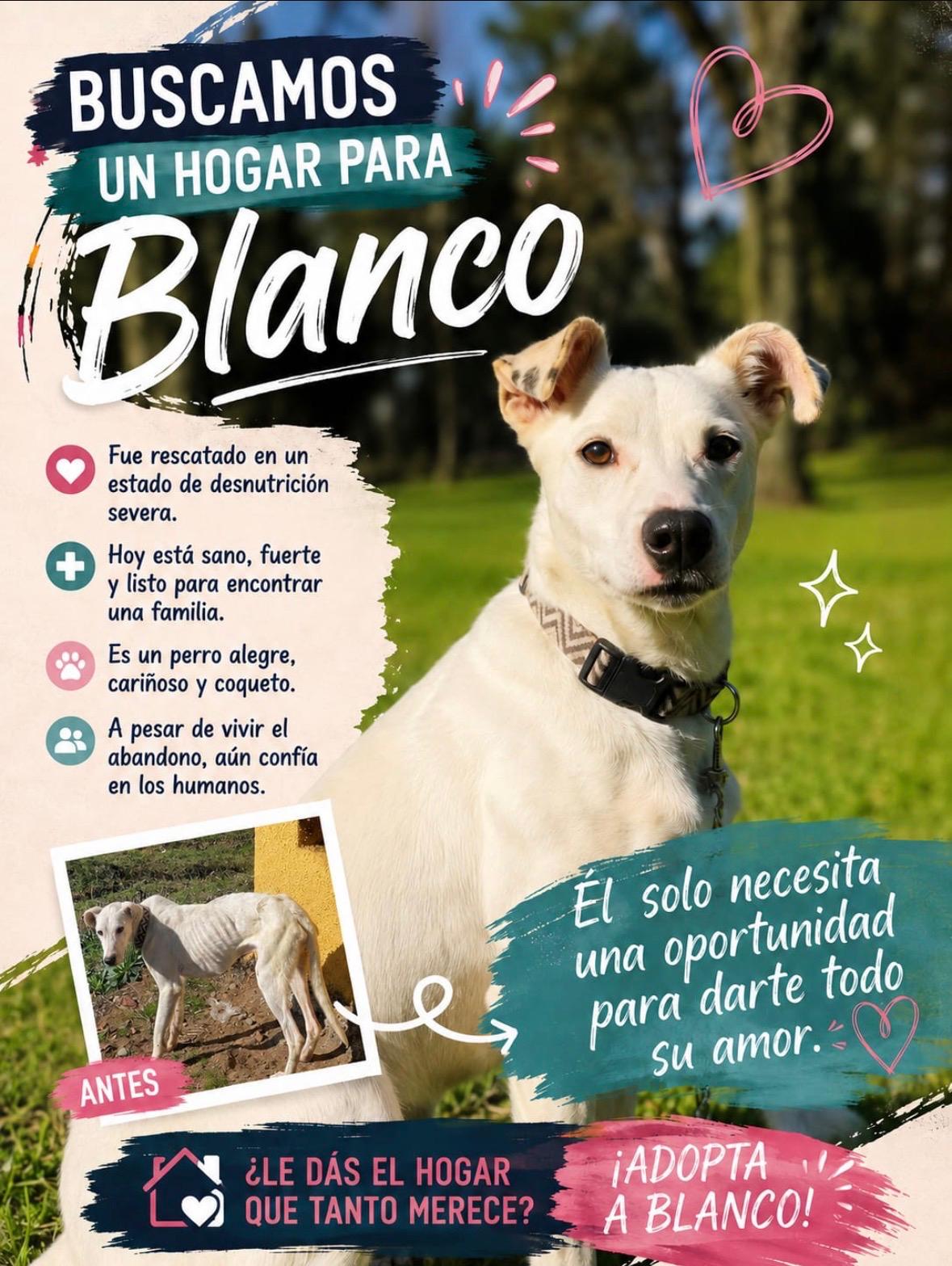 🐾PERRITOS EN ADOPCIÓN. 