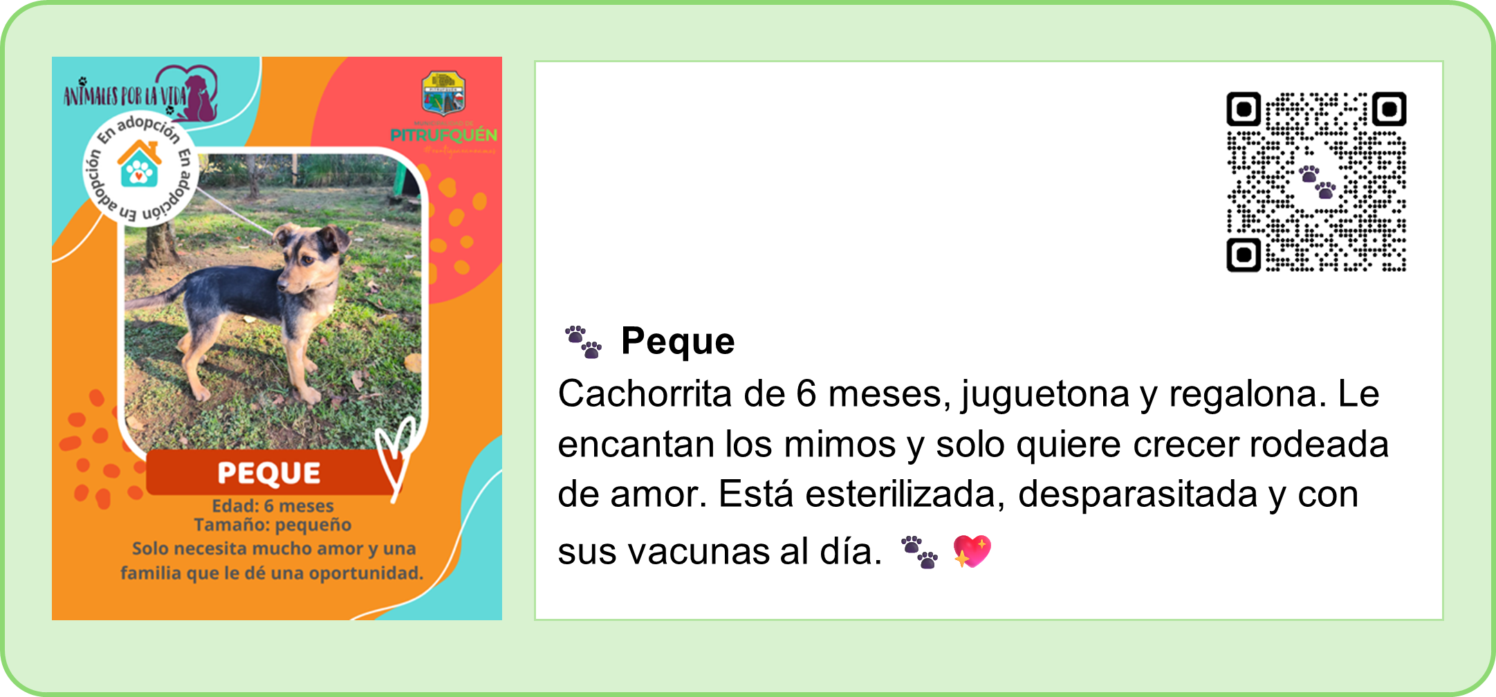 🐾PERRITOS EN ADOPCIÓN. 