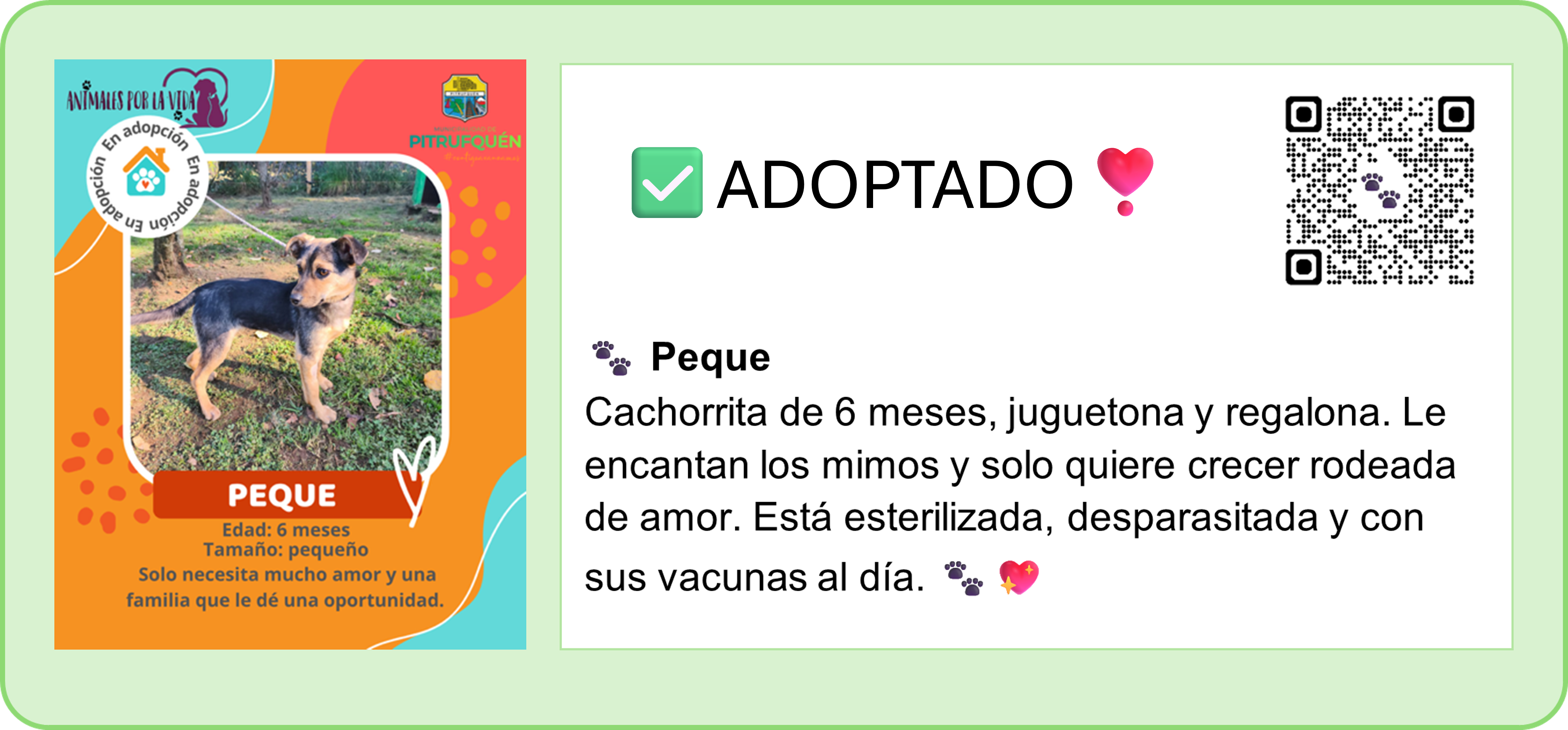 🐾PERRITOS EN ADOPCIÓN. 